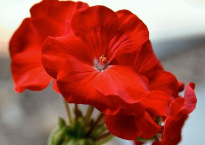 Cut back geraniums which have finished flowering