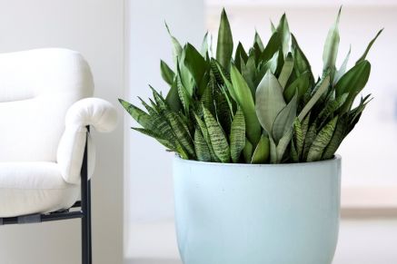 Houseplant of the month: Sansevieria