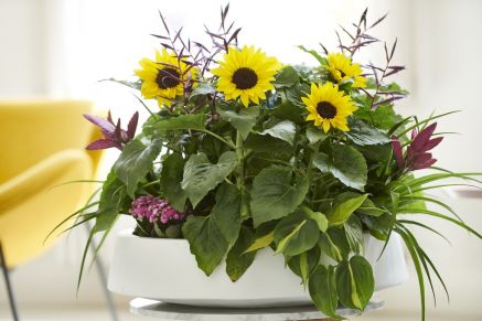 Houseplant of the month: Sunflower