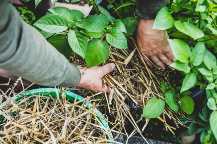 How and when to mulch your garden