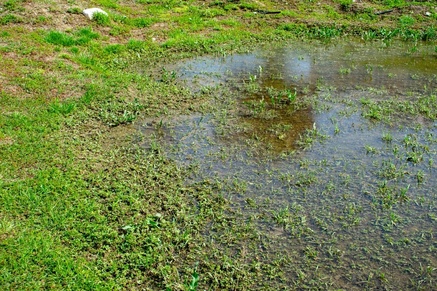 How to improve drainage in your lawn
