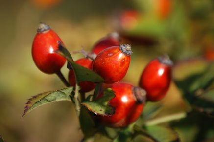 It's time to make rosehip syrup