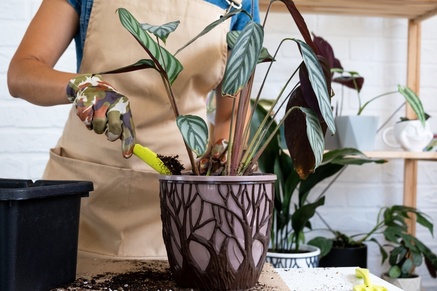 Make your house extra cosy with colourful houseplants