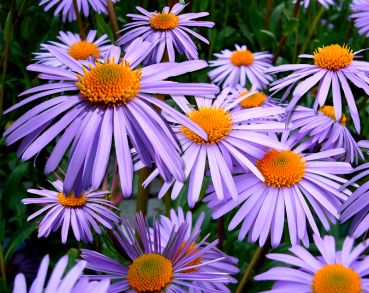 September's plant of the month is the aster