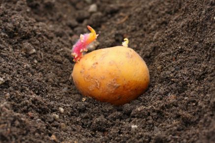 Plant spuds in containers
