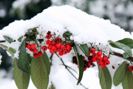 What to do in the garden in December: