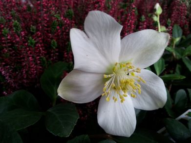 January's plant of the month is the hellebore