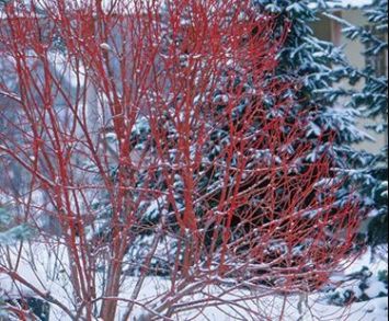 December's plants of the month are the winterstems