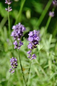 April's plant of the month is the lavender
