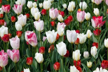 Plant your bulbs this month