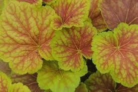 October's plant of the month is the heuchera