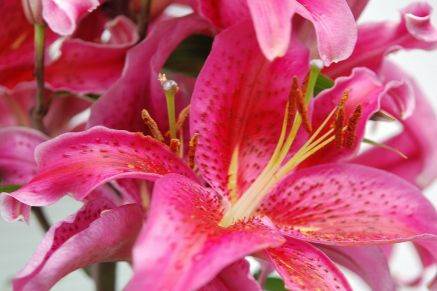 Plant lilies in containers