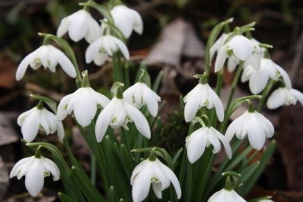 Get to know your snowdrops