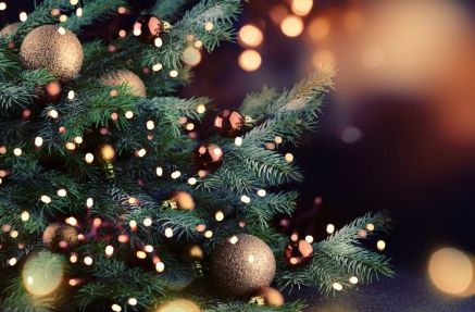 Plant of the Week: Christmas trees - Flowerland Home and Garden - Iver ...