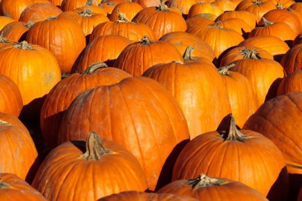 Take on the giant pumpkin growers