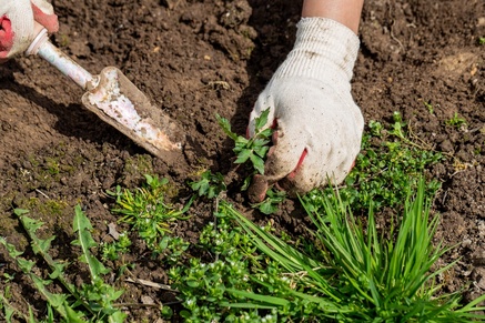 Top 5 tips to get rid of weeds